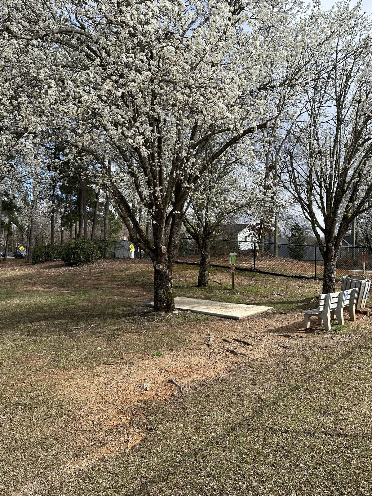 A tee pad on the Ironwood Course beneath flowering spring trees